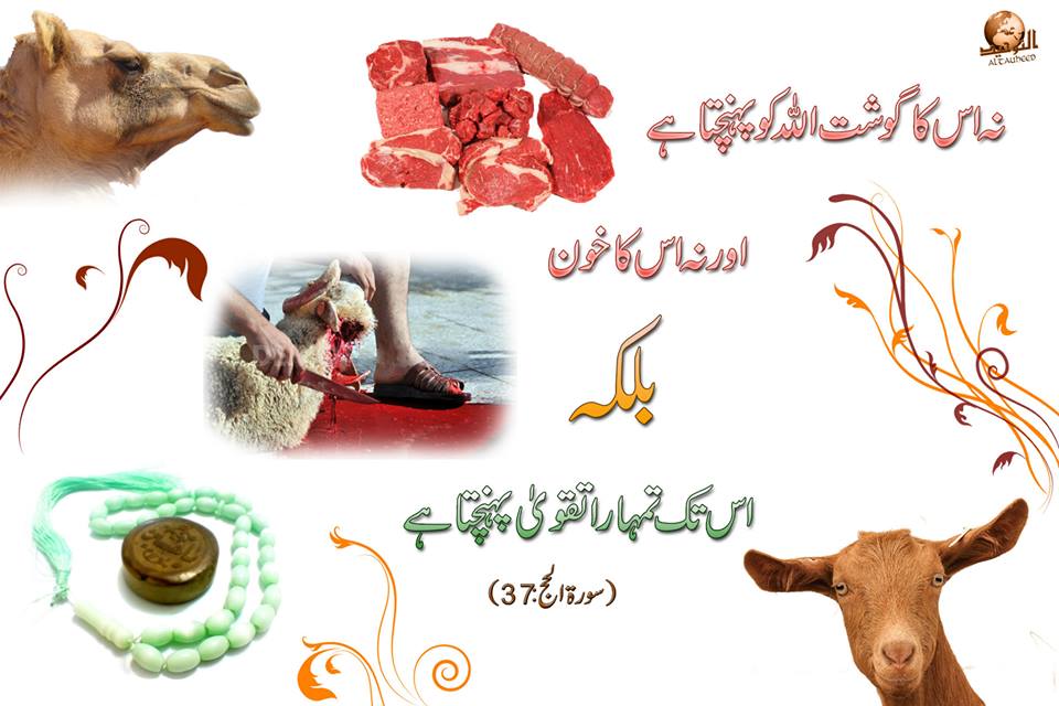 The act of Qurbani symbolises unconditional love and faith towards Allah